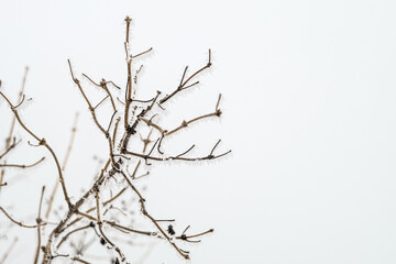 Fototapeta na wymiar Frozen branch with sharp thorns of frost. White background. Limited depth of field.