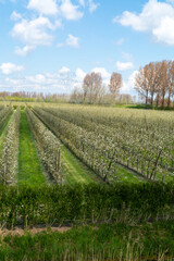 Spring white blossoms of pear trees on fruit orchards in Zeeland, Netherlands