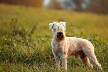 The  dog breed is on a walk in the summer in nature. The dog plays with its master.