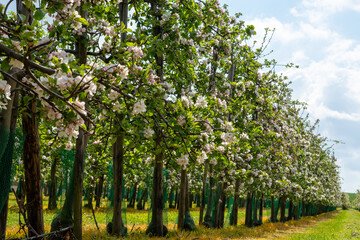 Spring pink blossom of apple trees on fruit orchards in Zeeland, Netherlands