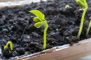 Germination of beans plants in early spring on  windowsill for planting in garden
