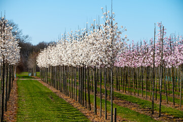 Fototapeta premium Young white magnolia trees in blossom growing on plantation on tree nursery farm in North Brabant, Netherlands