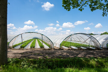 Plantations of blossoming strawberry plants growing in open greenhouse constructions covered with plastic film