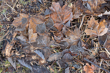 Fallen leaves covered with frost. Rusty maple foliage. Early morning. End of autumn season. Change of season concept.