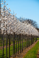Young white magnolia trees in blossom growing on plantation on tree nursery farm in North Brabant, Netherlands