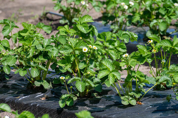 Plantations of blossoming strawberry plants growing outdoor on soil covered with plastic film