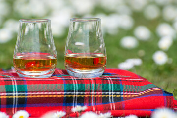 Glasses of Scotch single malt or blended whisky on red tartan on green grass with many white daisy...