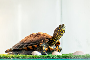 Red ear turtle sunbathing in aquaterrarium, water tiger turtle (Trachemys dorbigni)