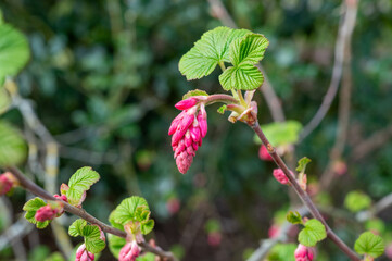 Spring blossom of pink Ribes sanguineum, flowering currant, redflower currant plant