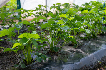 Plantations of blossoming strawberry plants growing in open greenhouse constructions covered with plastic film