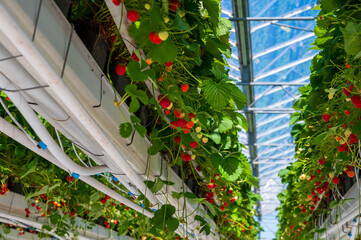 Dutch glass greenhouse, cultivation of strawberries, rows with growing strawberries plants