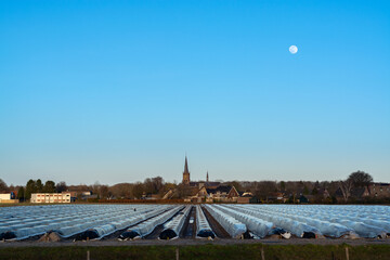 Fototapeta premium Agriculture in North Brabant, spring fields covered with black plastic film for cultivation of white asparagus vegetables