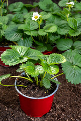 Young strawberry plants with white flowers ready to be planted in garden soil outdoors in spring
