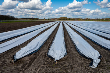 Agriculture in Netherlands, spring white asparagus fields covered with plastic film, landscape photo