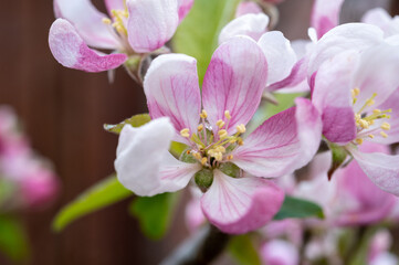 Naklejka na ściany i meble Spring pink blossom of apple trees on fruit orchards in Zeeland, Netherlands