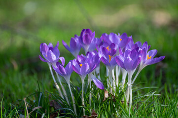 First spring flowers, blossom of purple crocusses