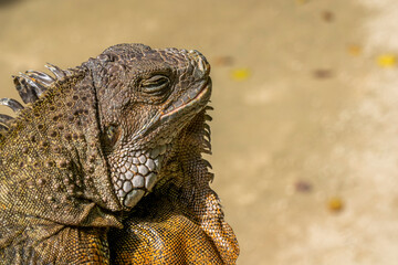 Land Iguana in Mauritius Island. High quality photo
