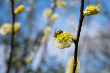 Bees pollinate spring blooming willow tree, flora and fauna