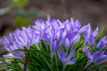 Fototapeta premium First spring flowers, blossom of purple crocusses