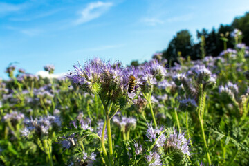 Obraz premium bees and flowers, bees collecting honey on a bright sunny day