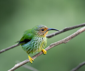 Female Purple Honeycreeper in all bright detailed plumage perched on a branch with good lighting in...
