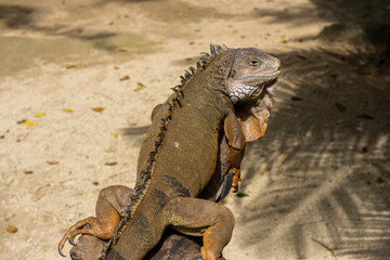 Land Iguana in Mauritius Island. High quality photo