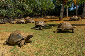 Naklejka premium Giant turtles in tropical Island Mauritius at La Vanille Nature Park. Hight quality photo