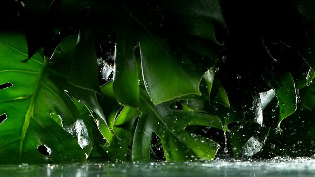 Super slow motion shot of green monstera leaves with water drops, black background.