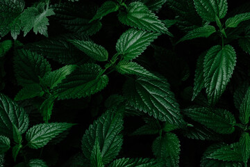 Green fresh nettle leaves, top view, background