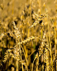 Połacie zboża  / Fields of grain