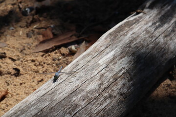 Dragonfly on Log Above Sand