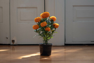 marigold orange