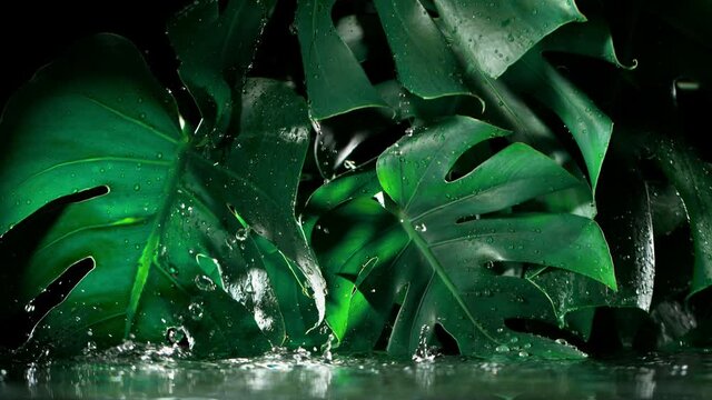 Super slow motion shot of green monstera leaves with water drops, black background.