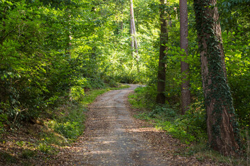 Wanderweg im Wald