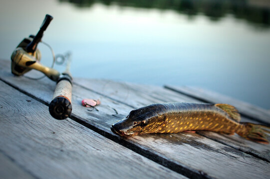 Caught pike with fishing rod and bait on wood texture