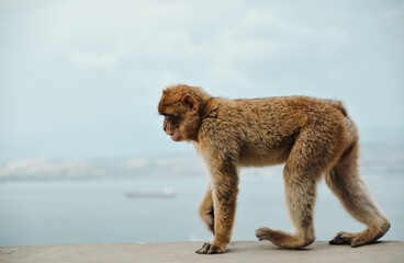 Monkey in Gibraltar walking on the rock