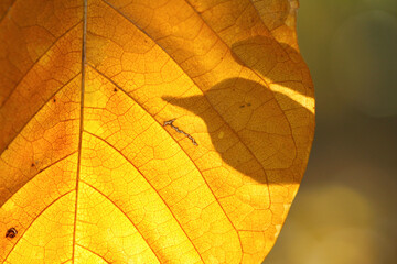 Yellow autumn leaf with leaf shadow close-up