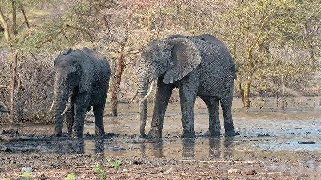 two African bush elephants (Loxodonta africana), Lake Manyara National Park, Mto wa Mbu, Tanzania, Africa