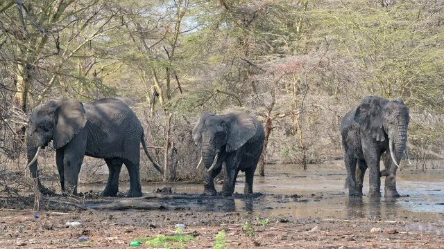 three African bush elephants (Loxodonta africana), Lake Manyara National Park, Mto wa Mbu, Tanzania, Africa