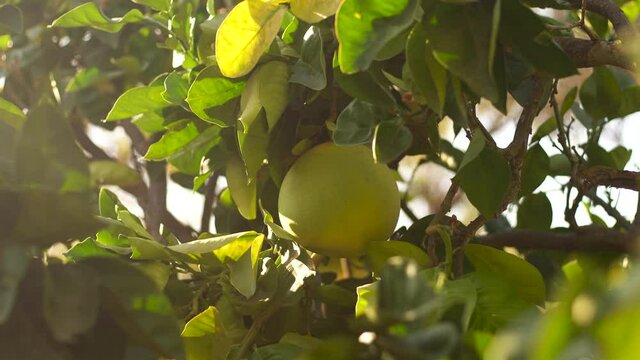 Close-up view 4k video footage of fresh organic juicy grapefruit hanging on branch of tree in countryside summer sunny sunset garden