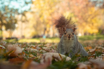 Cute brown and grey squirrel sitting in a park during golden hour