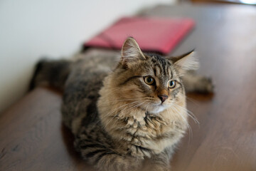 cat laying down