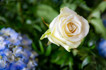 Top down view white beautiful rose flower isolated in greenery shallow defocused background