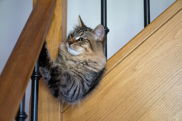 cat in the stairs