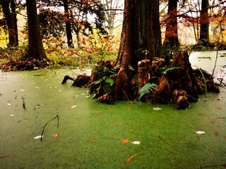 Autumn in the park,  Fall Algal Blooms,  Fabulous view of the pond