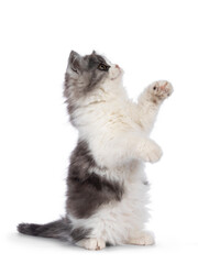 very cute blue with white Tailed Cymric aka Longhaired Manx cat kitten, sitting side ways on hind paws playing. Looking up and away camera. isolated on a white background.
