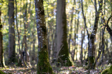 some trees in the forest
