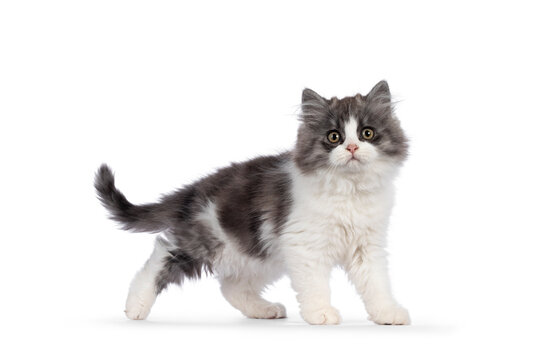 very cute blue with white Tailed Cymric aka Longhaired Manx cat kitten, walking side ways. Looking straight into camera with the sweetest eyes. isolated on a white background.