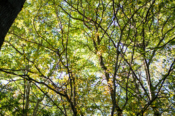 looking at the sky in the forest under the leafs