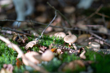 mushroom in the forest